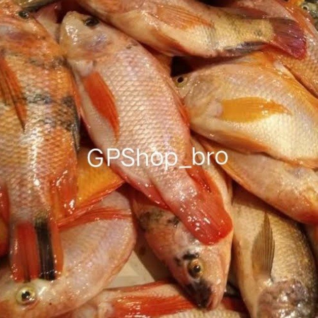 

Ikan Nila Merah Fresh 1kg