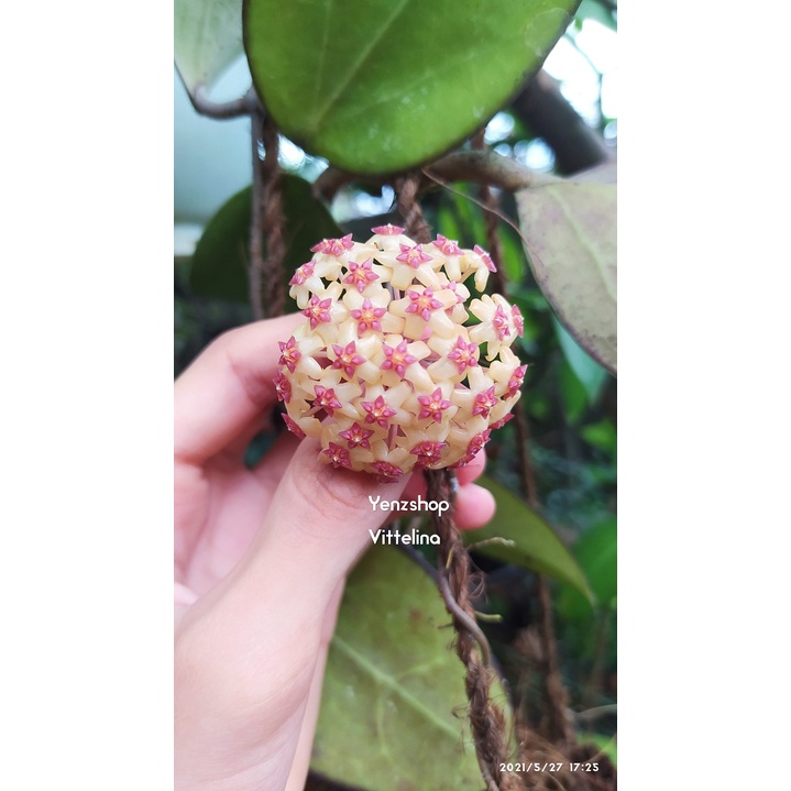 hoya vitellina