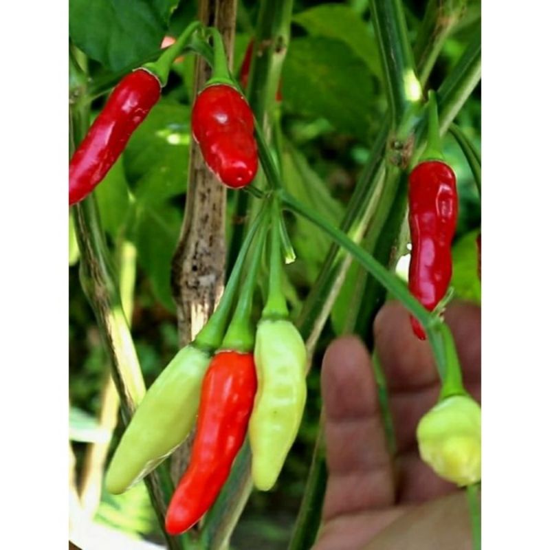 Benih Cabai Rawit Unggul Terbaru KALIBER WIJITANI 10 Gram - Cabe Rawit Merah - Cabai rawit-4