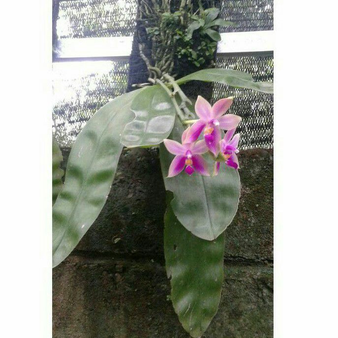 Anggrek Phalaenopsis Violacea Jumbo