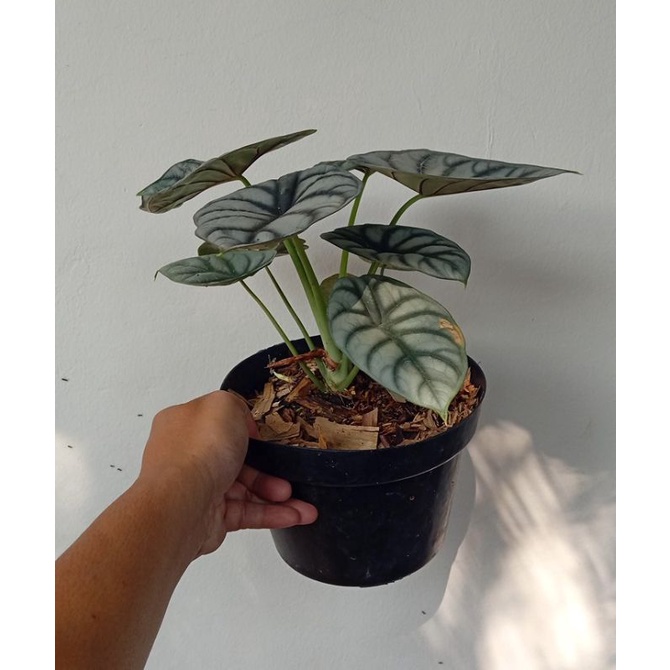 Alocasia Dragon Silver Indukan