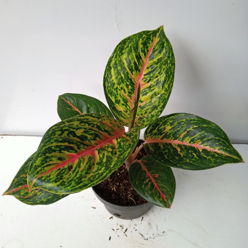 Aglonema Big Papa Size Jumbo Termurah