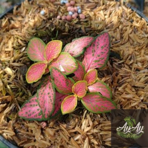 Tanaman Hias Bunga Fittonia Jungle Flame Tanaman Fittonia Murah Bunga Pink