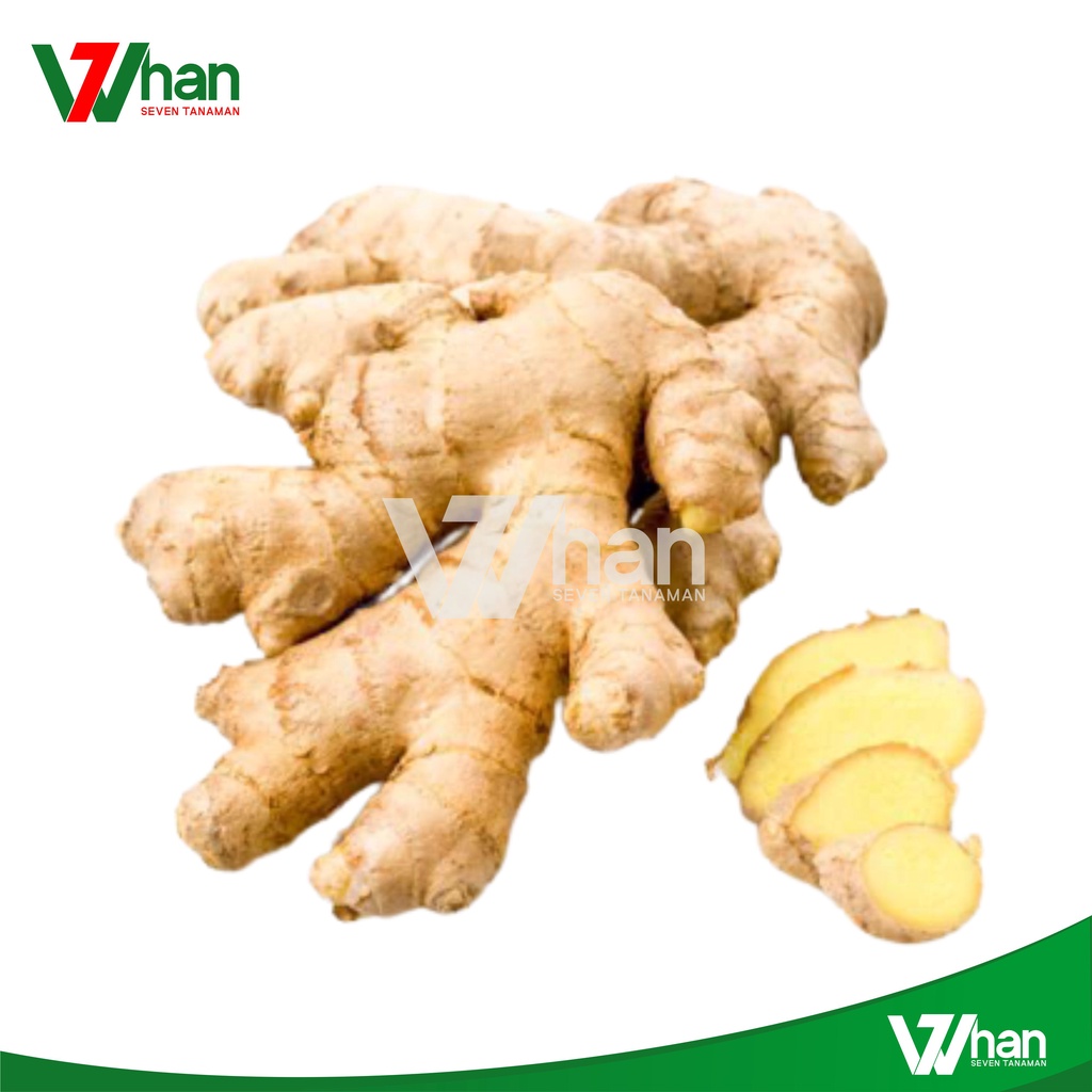 

Jahe Gajah 250 Gram WHAN7 TANAMAN
