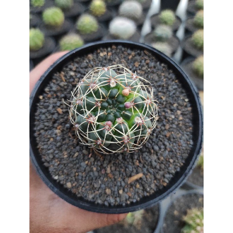kaktus gymnocalycium baldianum ownroot