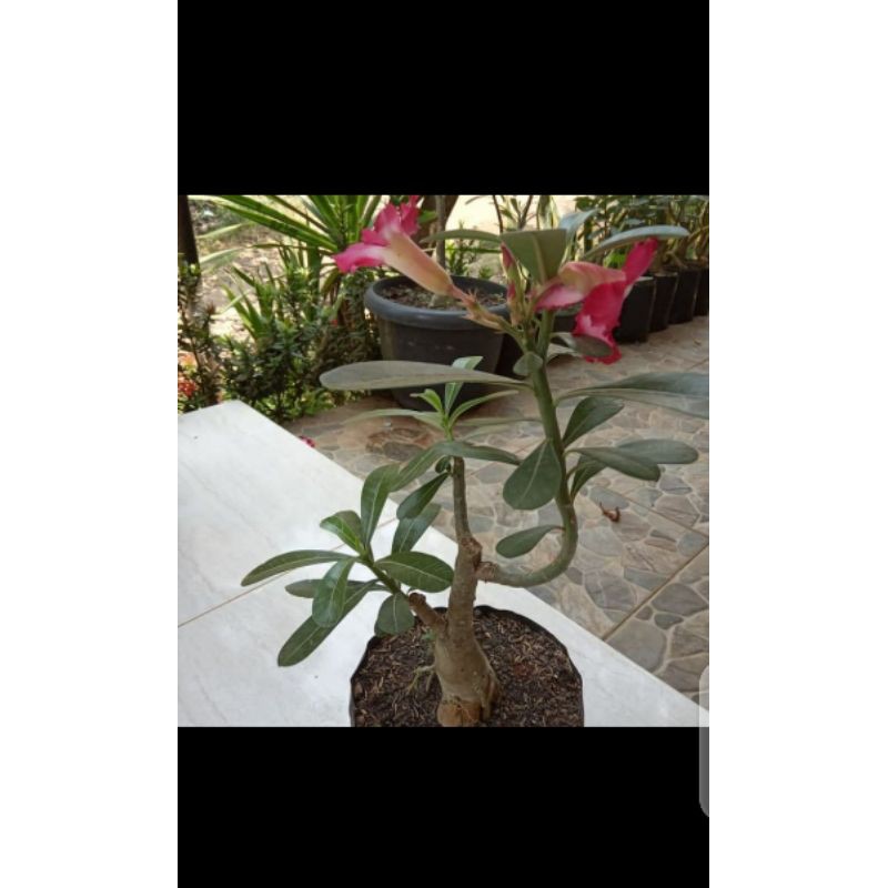 anaman bonsai adenium