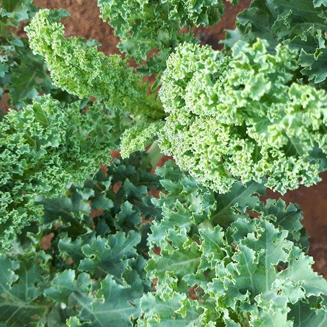 

Kale Curly Organik