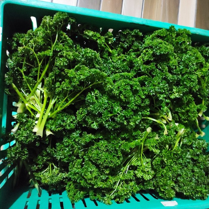 

Daun parsley organik / Daun parsley fresh