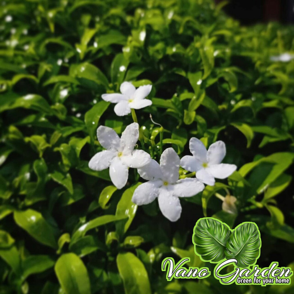bunga rombusa mini / melati mini