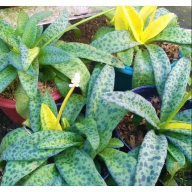 Tanaman bunga lidah katak