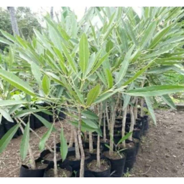 3 Bibit Bunga Tabebuya Sakura Pink