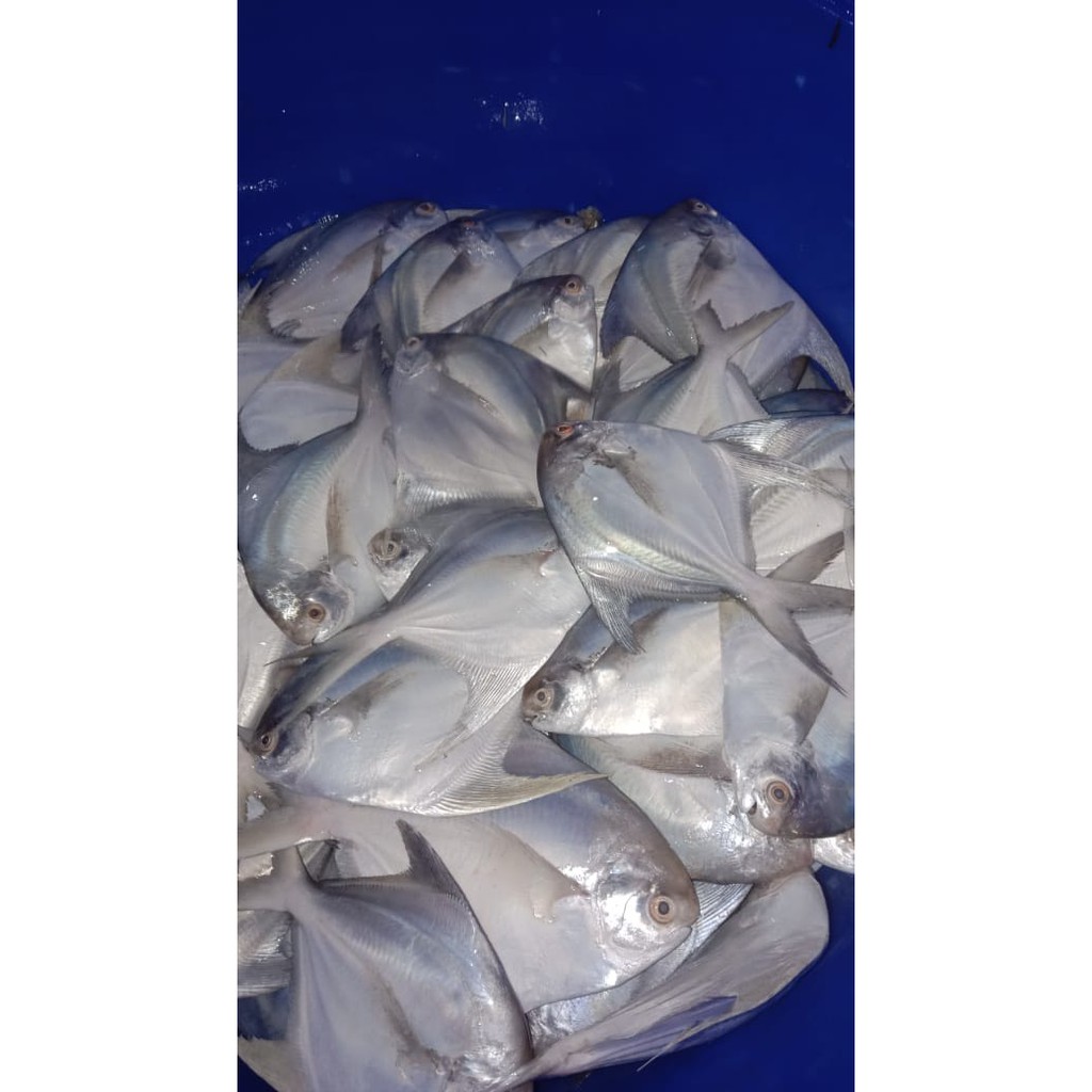 

Ikan Bawal Putih Segar