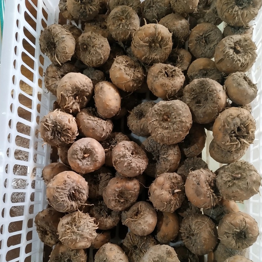 bibit umbi porang 1 kg isi 4 - 5