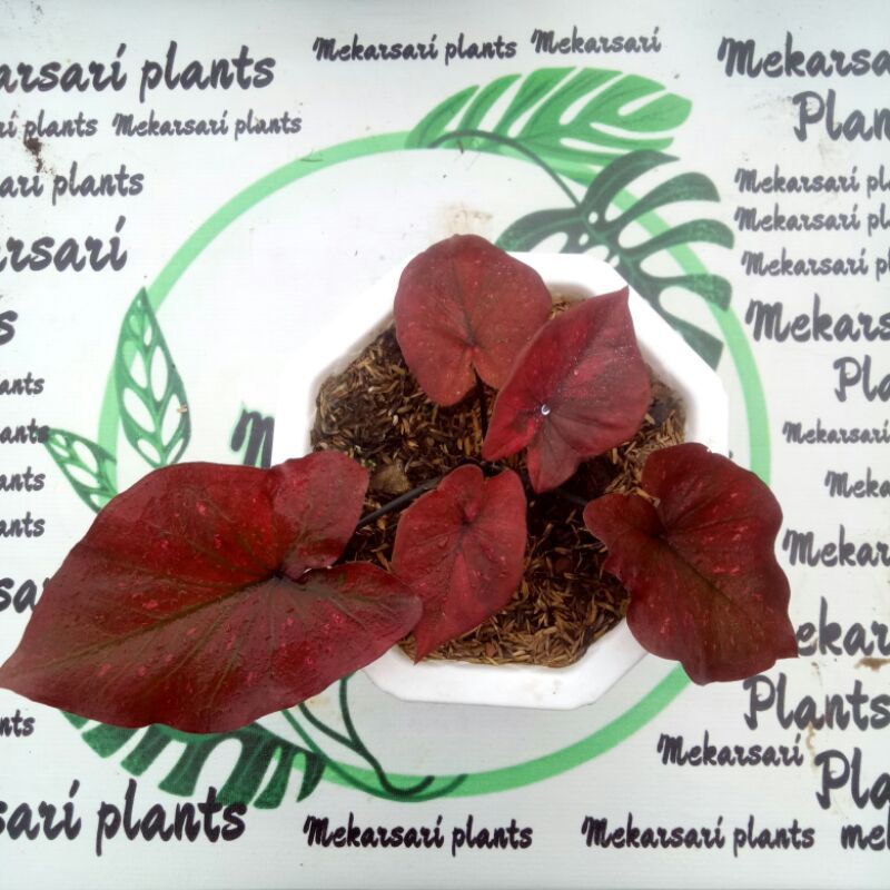 caladium dealova / keladi red brownis / keladi lompong merah