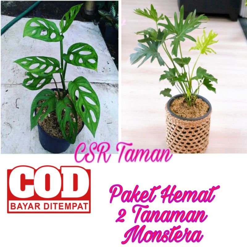 Paket Hemat 2 Tanaman hias Monstera