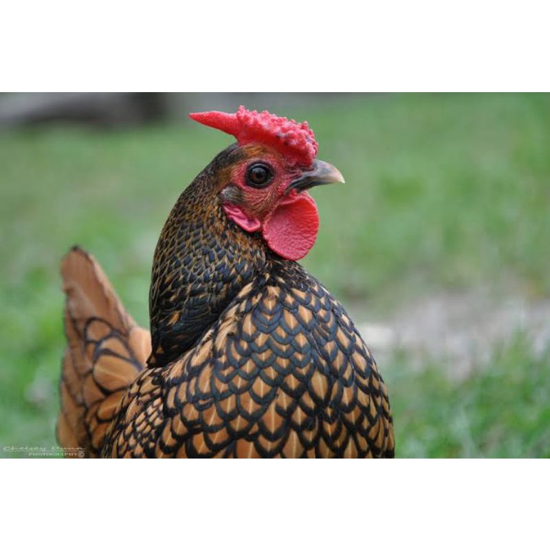 

TELUR AYAM HIAS SERAMA / KATE BATIK FERTIL UNTUK DITETASKAN