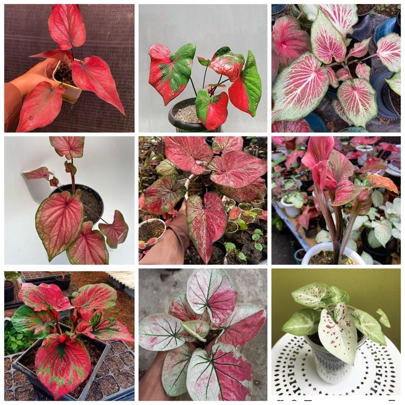 Promo Paket Hemat 9 umbi caladium impor Thailand