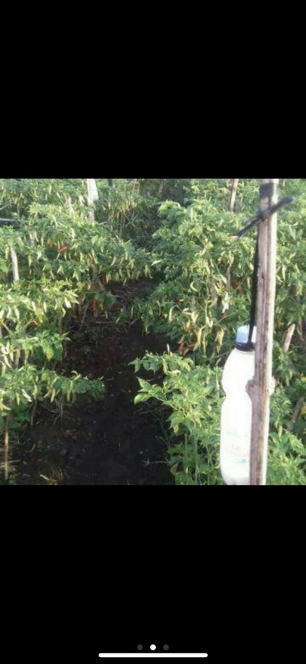 Cabe / benih cabai rawit Sigantung 10gr bintang asia saset-1