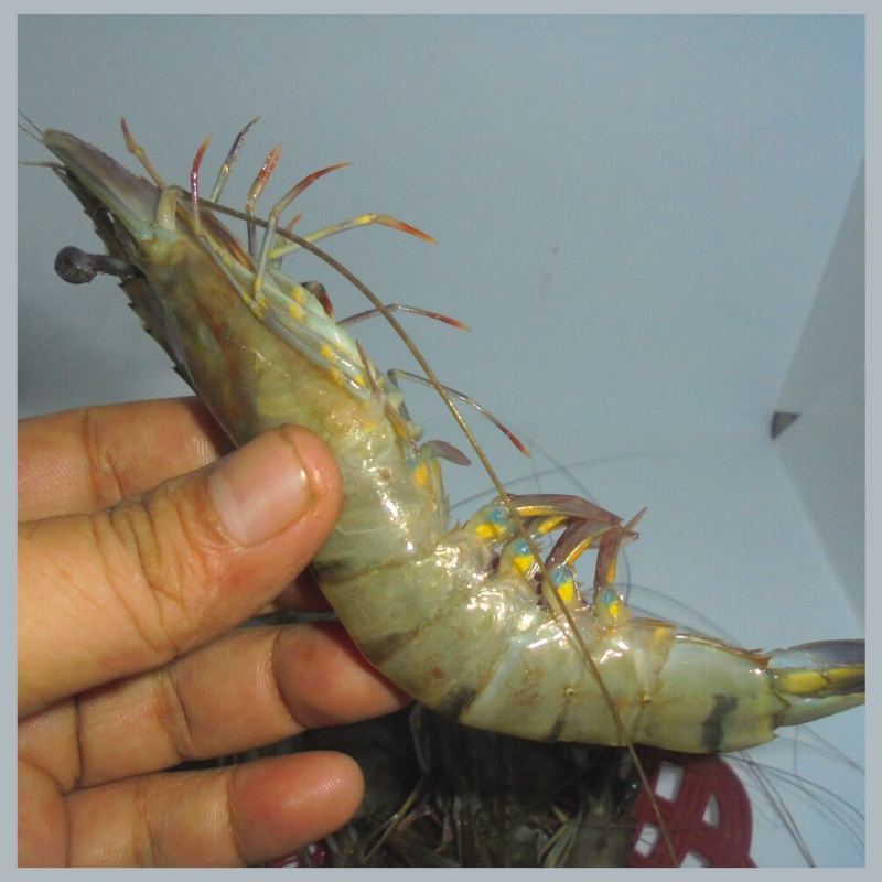 Udang Segar Besar Tiger Windu Jumbo 500gr Beku Fresh Frozen Food Murah Depok Bogor Jakarta Seafood M
