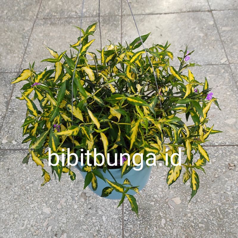 Parkit bunga gantung / bibit tanaman hias bunga gantung