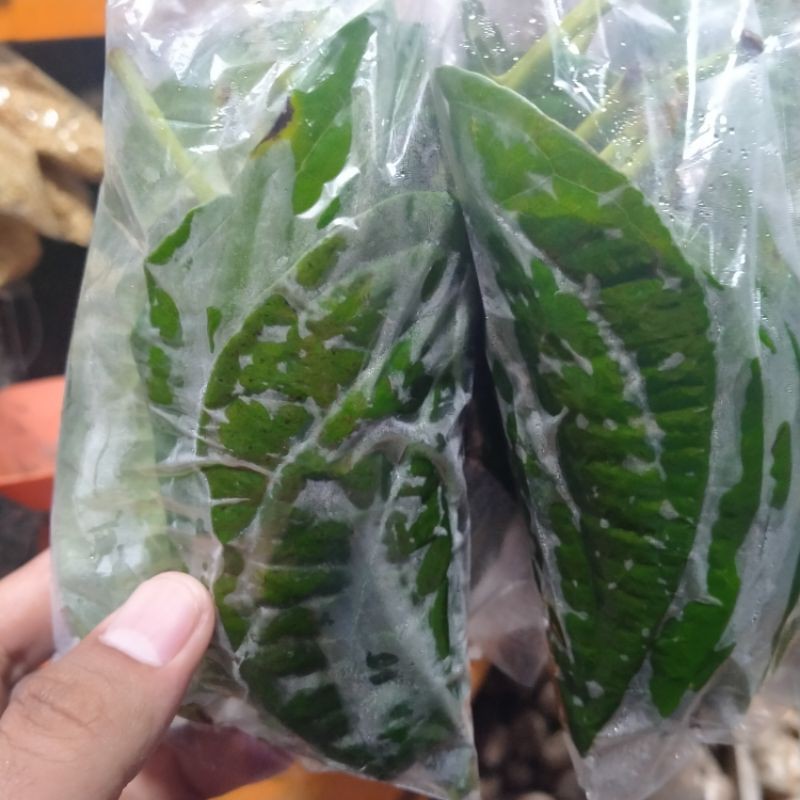 

Daun Sirih