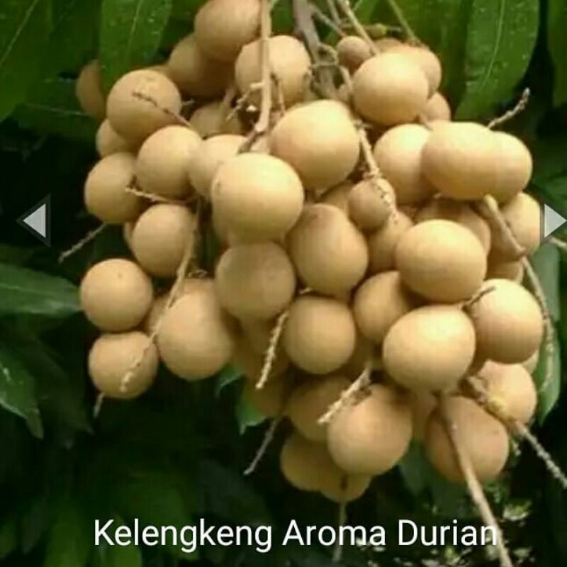 BIBIT BUAH KELENGKENG AROMA DURIAN