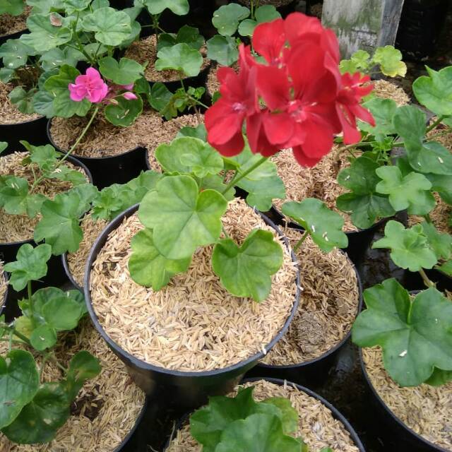 Tanaman Gantung Geranium bunga merah - BAKUL KEMBANG