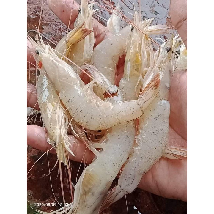 

Udang tb segar kemasan 500gr-1 kg/palembang kota