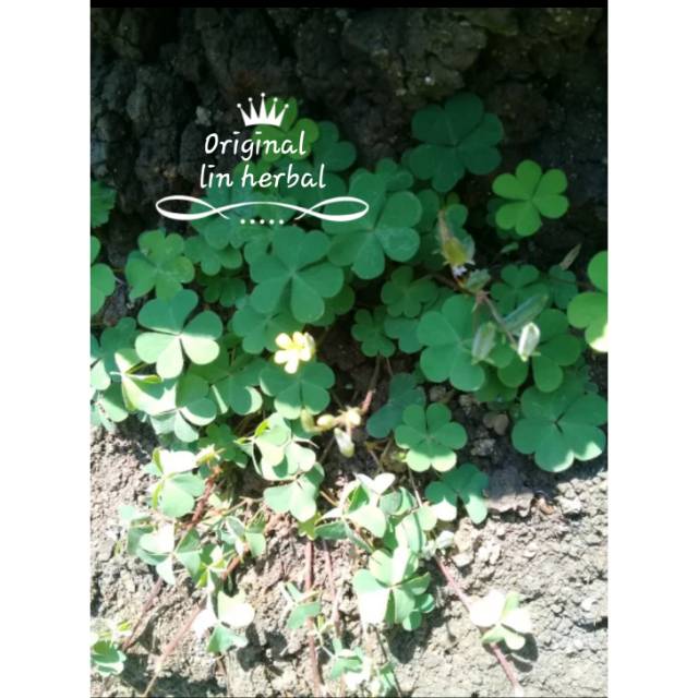 Promo murah semanggi gunung fresh