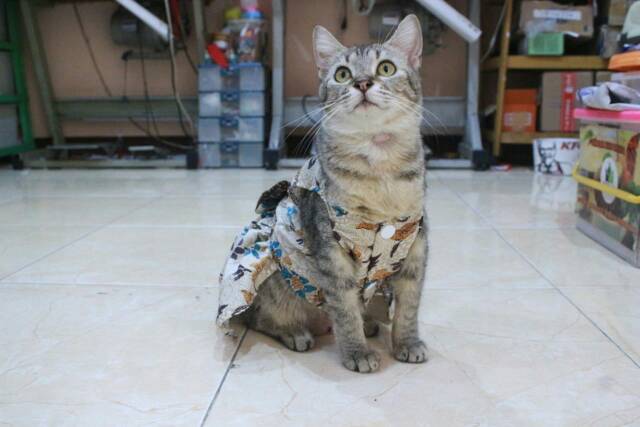 Dress batik bunga coklat lucu untuk kucing dan anjing size S M L XL