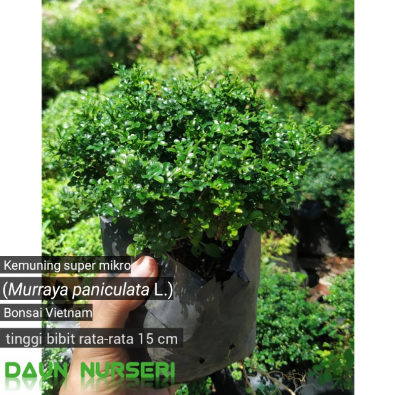 bibit bonsai kemuning super mikro