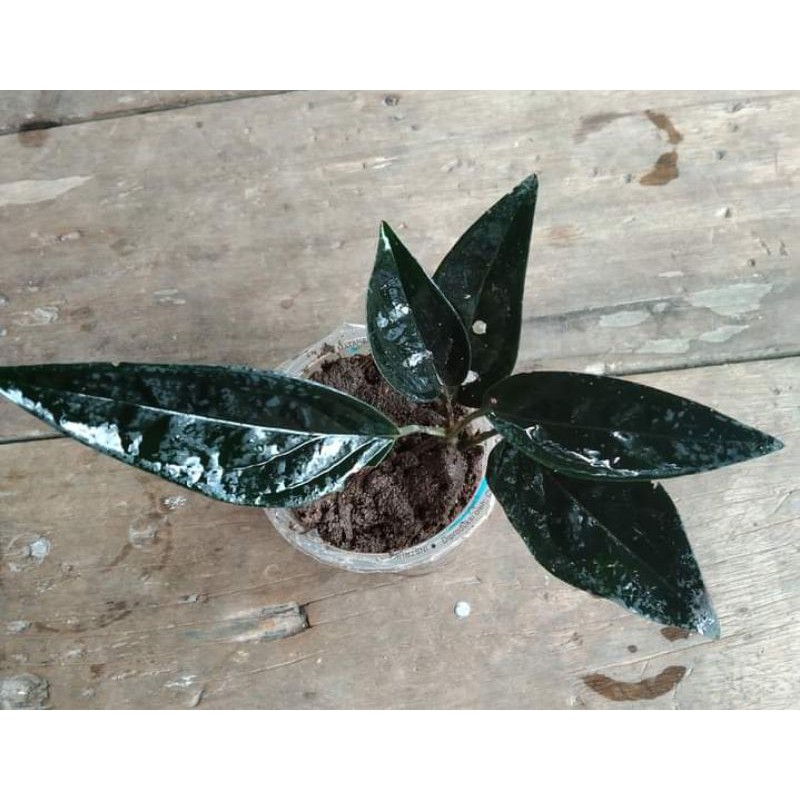 scindapsus mini sp borneo