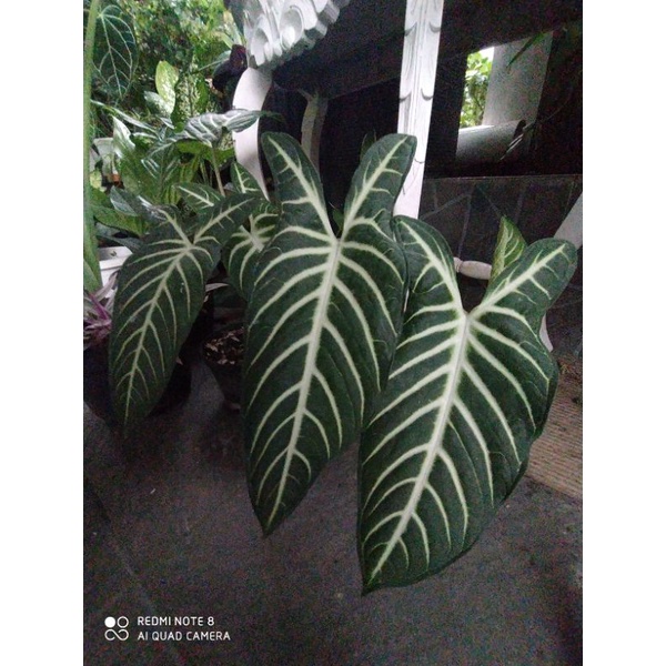 xanthosoma lindenii tanaman