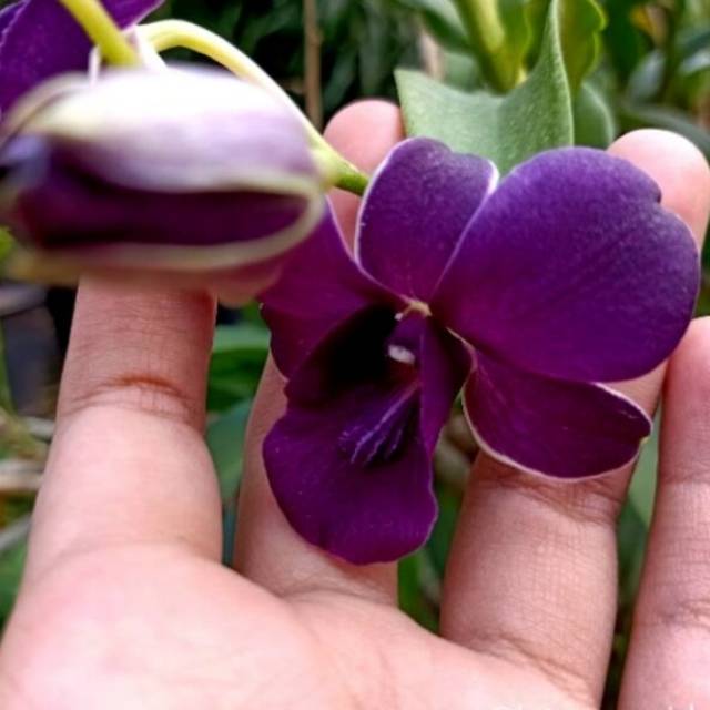 Anggrek Dendrobium airy way blue