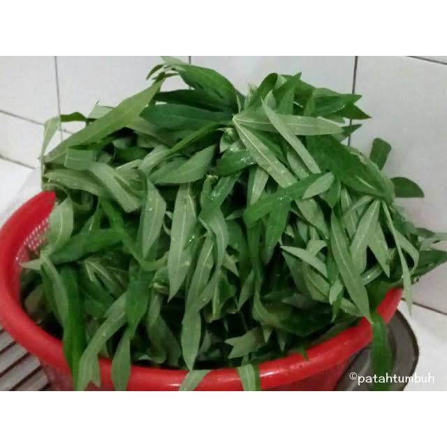 

Daun Singkong Jari