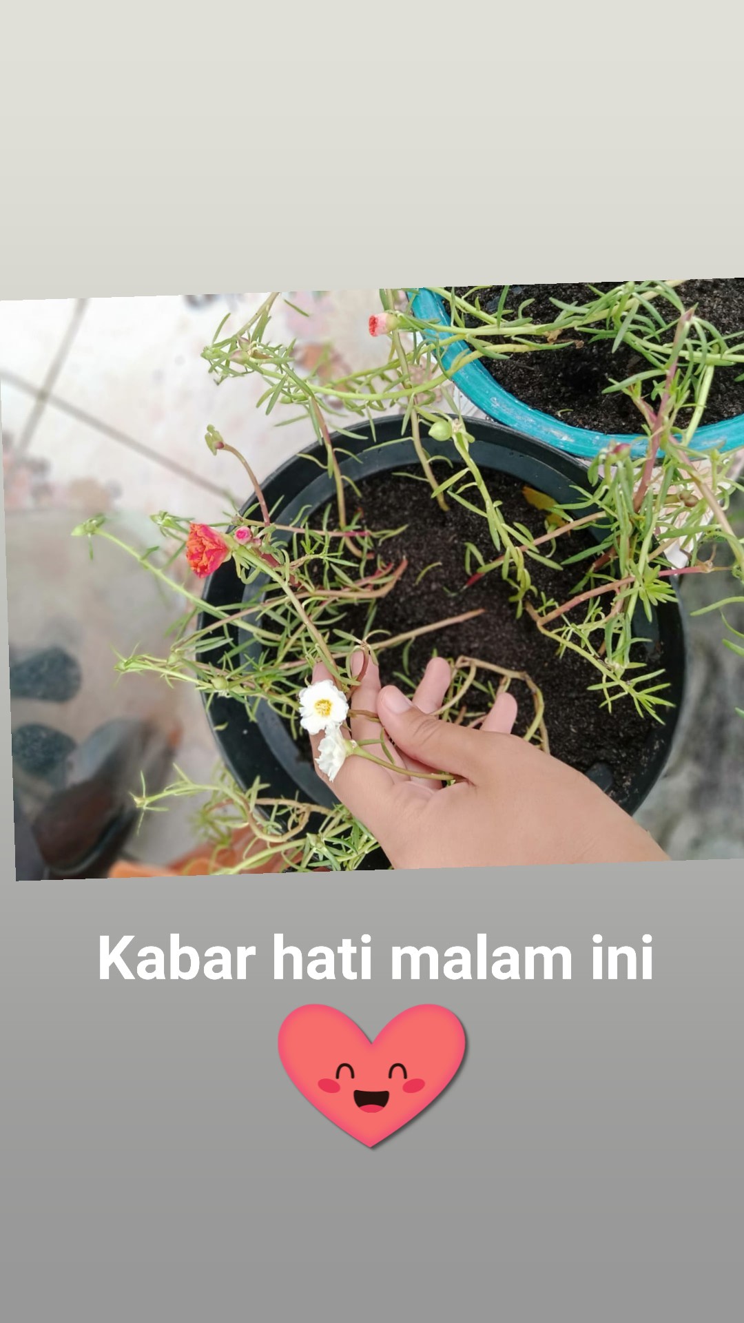 Paket Hemat Krokot Mix Lokal Dan Import /krokot Portulaca /mossrose Portulaca Import Dan Lokal