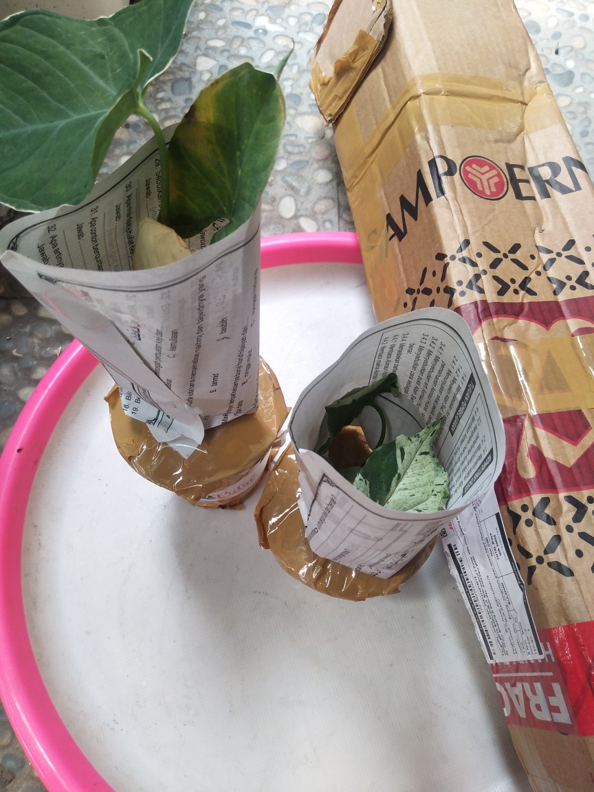 Keladi Tikus/curut/kantong Semar