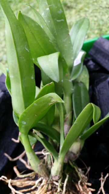 Anggrek Dendrobium Popaye