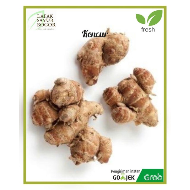 

kencur kencur bumbu dapur sayuran bogor