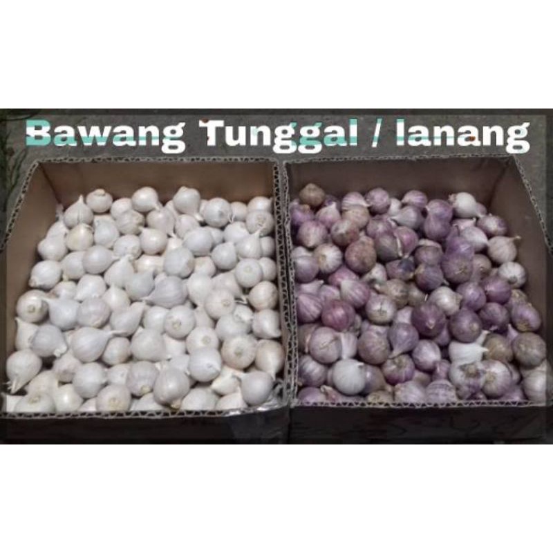 

Bawang putih tunggal/bawang Lanang 500gr