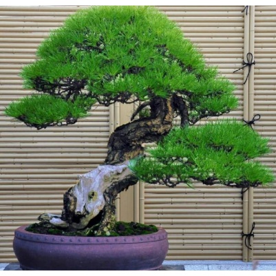 Promo Benih Bibit Biji Japanese Pine Tree Biji Pohon Pinus Thunbergii