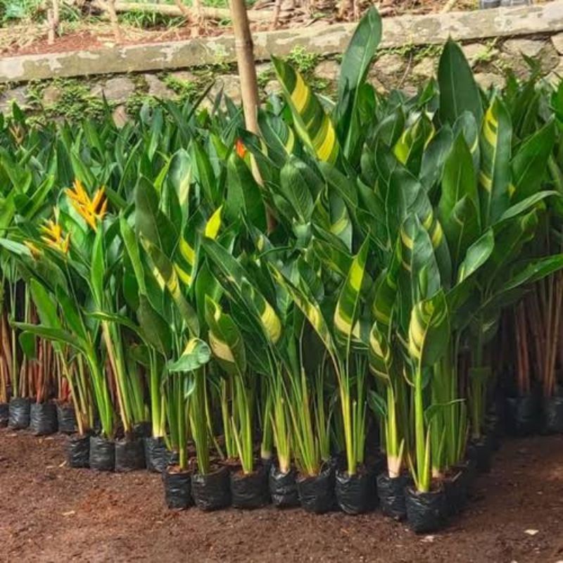 Tanaman Pisang Heliconia Varigata Bunga Kuning