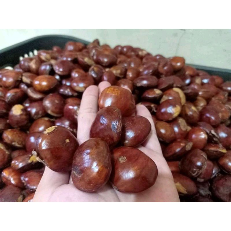 

jengkol tua super 1kg cod