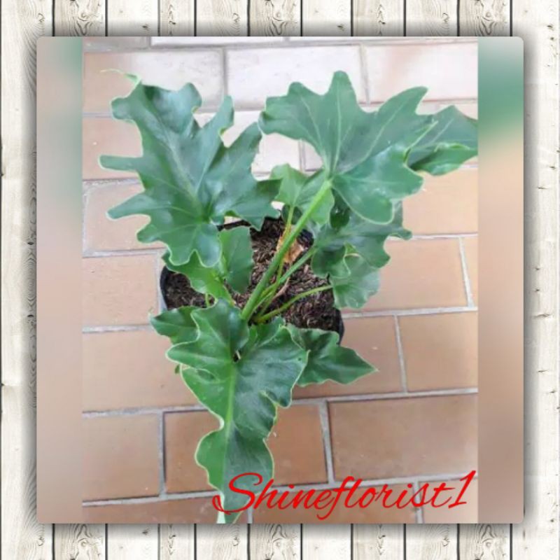 Tanaman hias - bibit bunga pillo Dendron