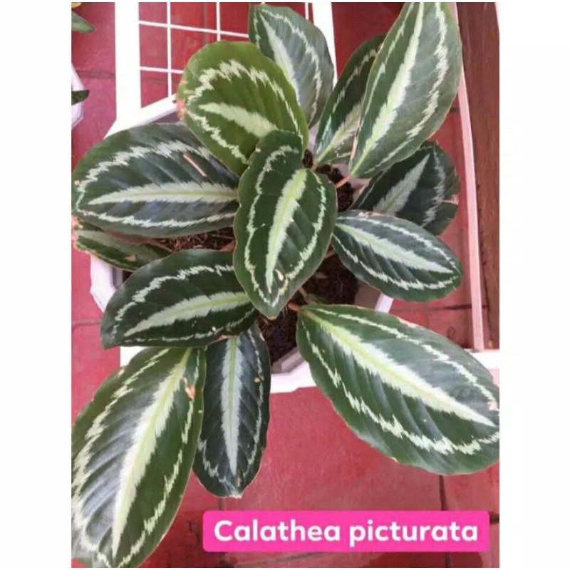 TANAMAN HIAS CALATHEA PICTURATA