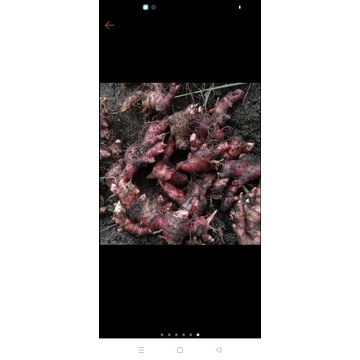 

jahe merah Medan segar 1kg