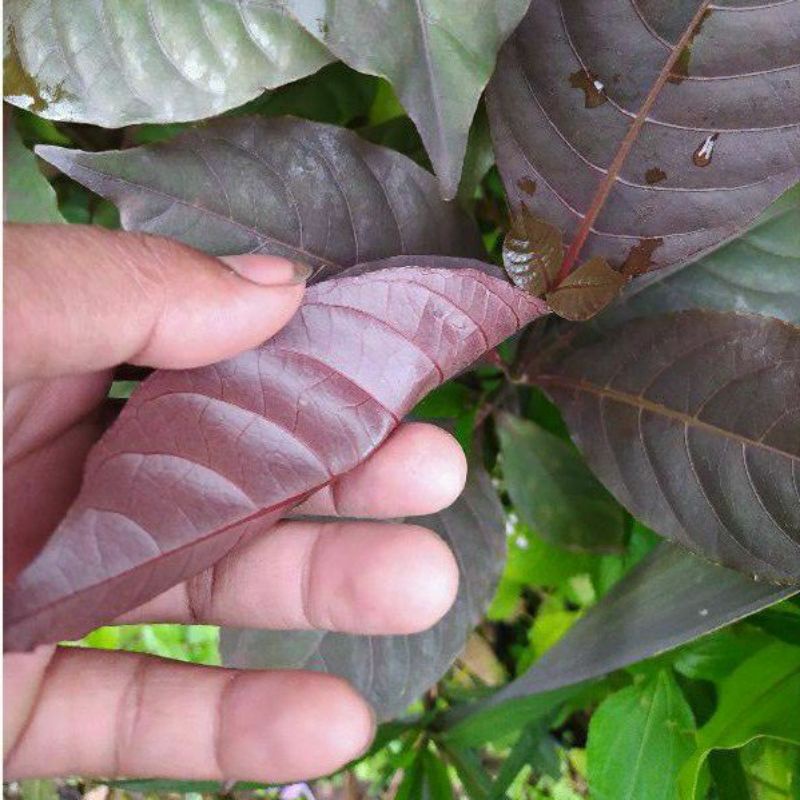 Daun ungu / handeuleum 500gram