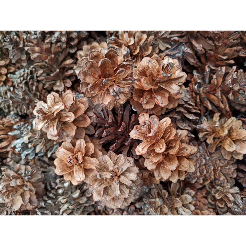 Bunga Pinus Pine Cone Kering Dekorasi Rustic Properti Foto Produk