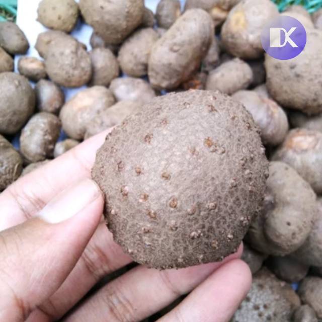Umbi katak porang untuk katak bulbil porang paling murah