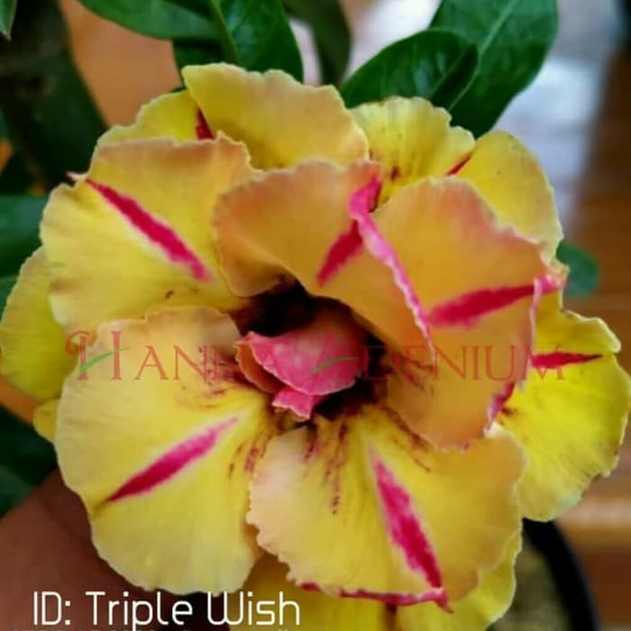 Bibit Bunga Kamboja Adenium Triple Wish